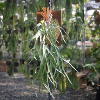 侏儒銀爪哇孢子苗 2吋盆 鹿角蕨上板 觀葉植物 上板植物 園藝 療癒 植栽 陽臺【阿金的便秘花園】PP284