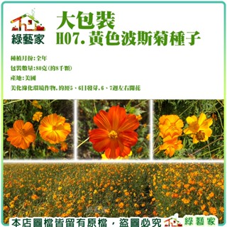 【綠藝家】大包裝H07.黃色波斯菊種子80克//美化綠化環境作物,約經5、6日發芽,6、7週左右開花