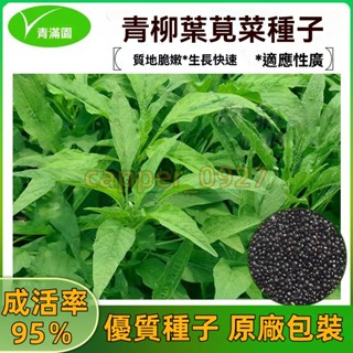 官方自營【原廠包裝】青柳葉莧菜種子 約2000粒 漢菜種籽長壽菜柳葉春季四季陽臺盆栽蔬菜種子大全