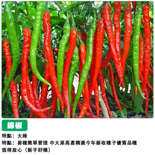 【48h出貨】線椒種子（大辣）大紅長果辣椒~超長紅辣椒種子四季播種辣椒種子盆栽蔬菜種子#hot pepper