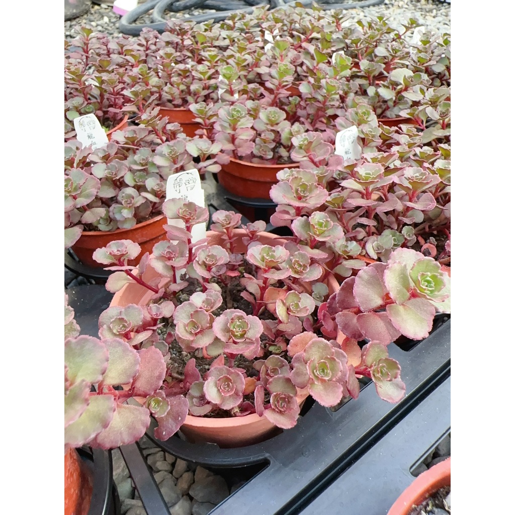超熱賣品！麗加-龍血景天(小球玫瑰)-多肉植物 草系多肉 熱門經典景天植物 每年都很少量產出!請把握機會下標!!