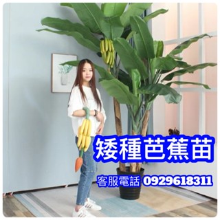 ✅芭蕉盆栽✅矮種【可種盆產果品種】矮蕉 北蕉 蘋果蕉 千層蕉 芭蕉樹 臺蕉5號 山蕉 呂宋蕉 新北蕉 蛋蕉 小矮人香蕉