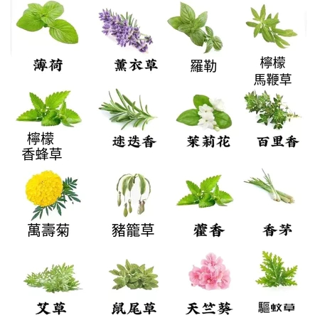 滿💯送80【十六款驅蚊草種子】強效驅蚊蟑螂 薄荷九層塔 萬壽菊 驅蚊草 濃香型花卉 盆栽驅蚊草種子 蓄意草種子迷迭香種子