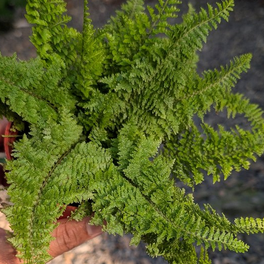 開心農元-觀葉植物- 波士頓蕨 波士頓腎蕨 蕾絲蕨 兔腳蕨 蕨類 蕨類植物