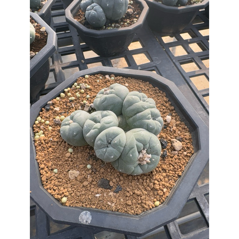 大株 烏羽玉 綴化 Yahoo!オークション -「烏羽玉綴化」の落札