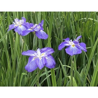 100%天然純露/花水/花露水/化妝水(野生)/菖蒲純露