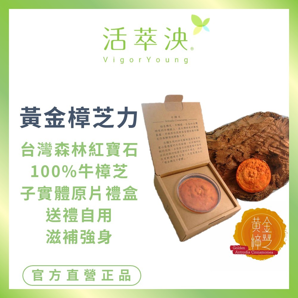 【活萃泱】黃金樟芝子實體原片禮盒 禮盒單片裝 永騰生技牛樟芝 泡酒 三萜類 (1片/盒) [經衛服部備查許可]