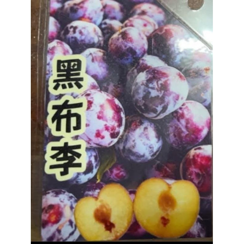 **小農之家*黑布李/香檳李/平地蜜李/黑糖蜜李王/特大紅肉李/特大黃肉李/胭脂李/櫻桃蜜李 嫁接苗 高30cm