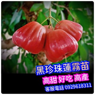 ✅黑珍珠蓮霧苗✅盆栽 高壓苗 巧克力蓮霧苗 巨無霸蓮霧苗 蓮霧苗 子彈蓮霧苗 飛彈蓮霧苗 水果苗 樹苗 香水巴掌蓮霧苗