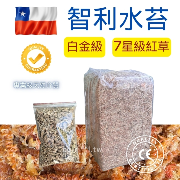 【花園城堡】智利水苔(水草) 足量40公克 保濕介質 蘭花水草 扦插 播種 高壓繁殖 多肉花圈 蘭花組盆 爬蟲床墊