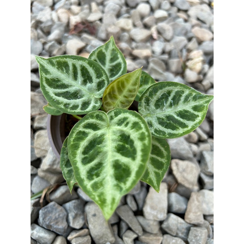 植系青屬-銅鑼燒火鶴/銅鑼燒花燭/觀葉植物/三吋盆