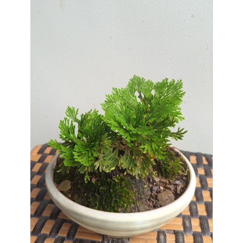 【大千園藝】萬年松 卷柏 九死還魂草 🌿蕨類 觀葉 盆栽植物