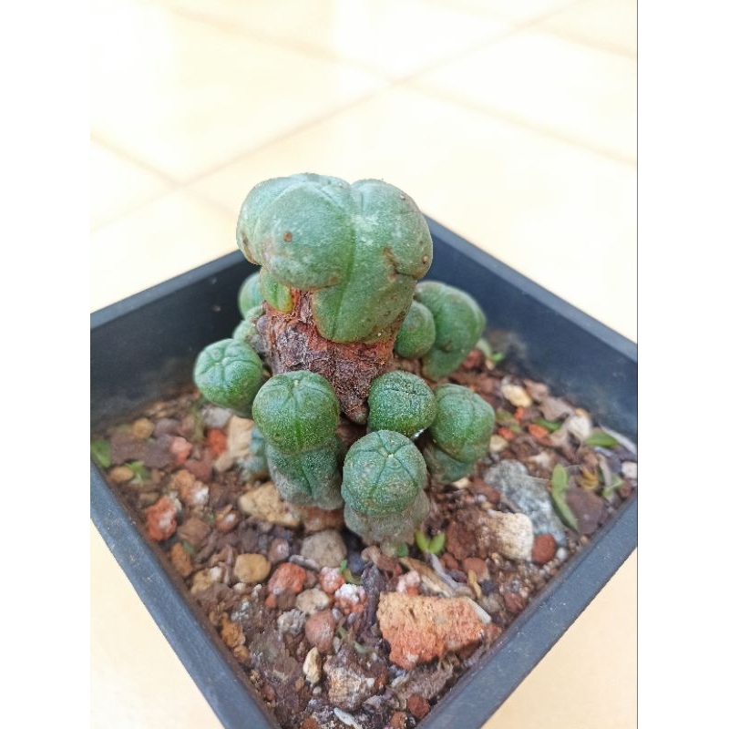 多肉植物-烏羽玉（連盆寄送）