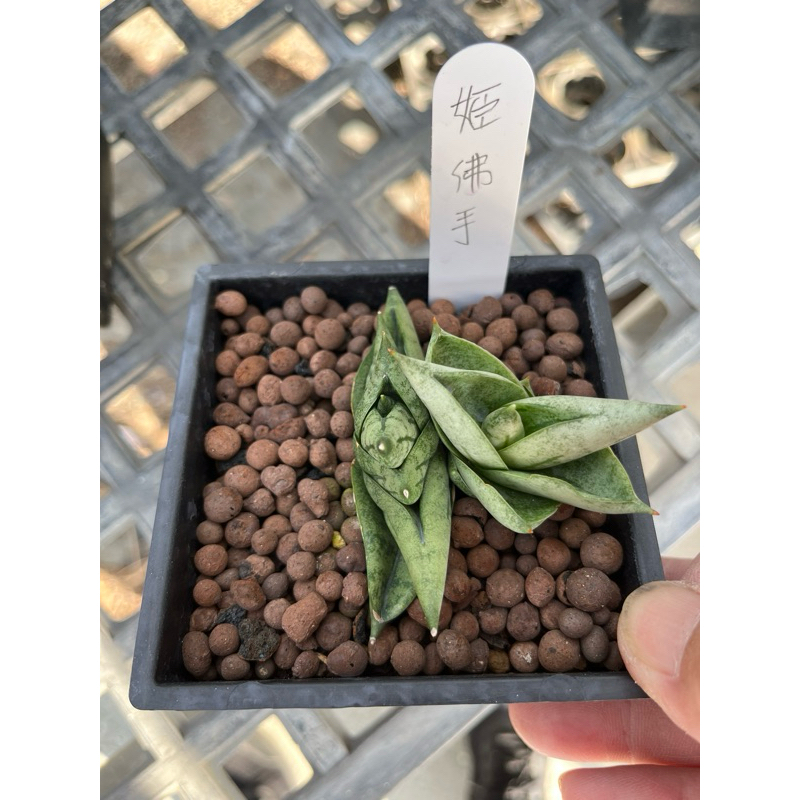 姬佛手 虎尾蘭 / 3.5吋～龍舌蘭科虎尾蘭屬⋯，多年生肉質植物⋯