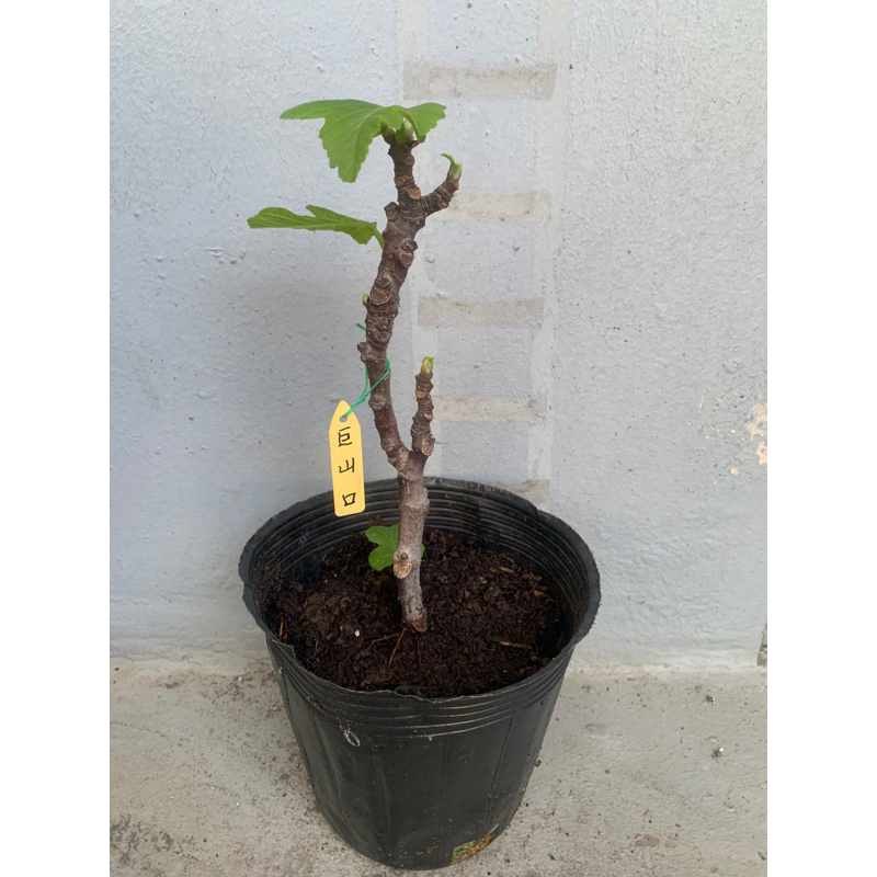 無花果苗（巨山口）高壓苗（全日照）4～5寸軟黑盆（貨到請馬上取貨！）