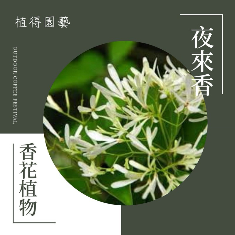 植得｜夜來香·夜香花｜白色香花植物