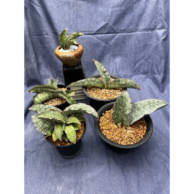 埃及艷后虎尾蘭 多肉植物 裸根出貨