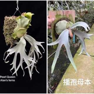 樂慕花園 珍珠皇后孢子苗 P.willinckii Pearl Queen sporeling 鹿角蕨 小卷看鹿