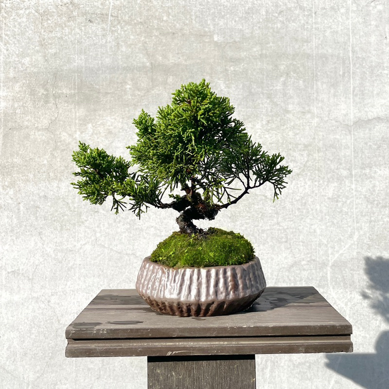 《野趣小品盆栽》紀州真柏．鐵柏盆景．松柏盆栽29