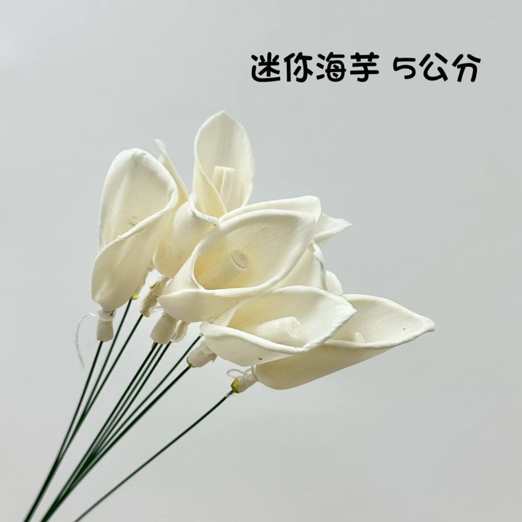 “Be a florist 花藝夢” 高品質索拉 迷你海芋 索拉 5公分(單支) 擴香花 乾燥花 永生花