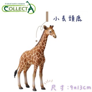 CollectA 英國高擬真模型 小長頸鹿 模擬 野生動物 動物模型 公仔