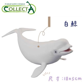 CollectA 白鯨 巨齒鯊 幼殺人鯨 殺人鯨 大白鯊 抹香鯨 赤蠵龜 動物模型 公仔 海洋 海洋動物