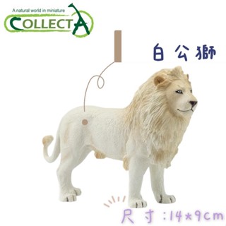 【MRW】CollectA 白公獅 西班牙鬥牛 雙峰駱駝 德克薩斯長角牛 大熊貓 孔雀 天鵝 公山羊 北極熊 動物模型