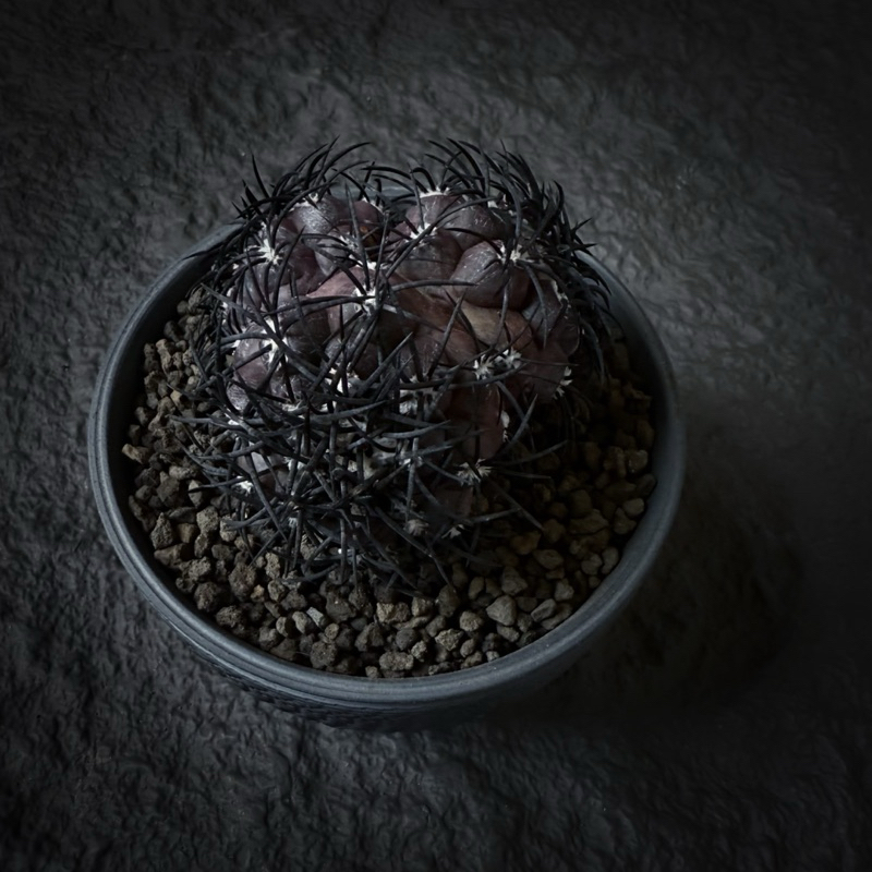 在台現貨  杜拉丸Copiapoa dura龍爪球 嫁接 自根 仙人掌 仙人球