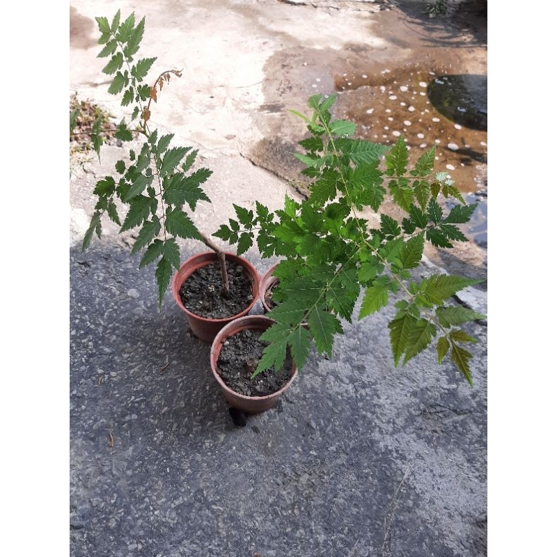 台灣欒樹  /3吋紅盆 /30元 /棵