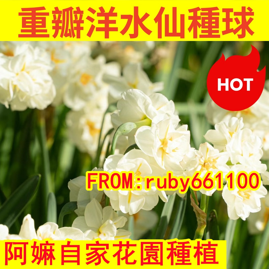 獨立裝🌷『重辦洋水仙種球種子』 水養水仙花室內盆栽水培植物四季水仙耐寒花卉 四季種植 種球