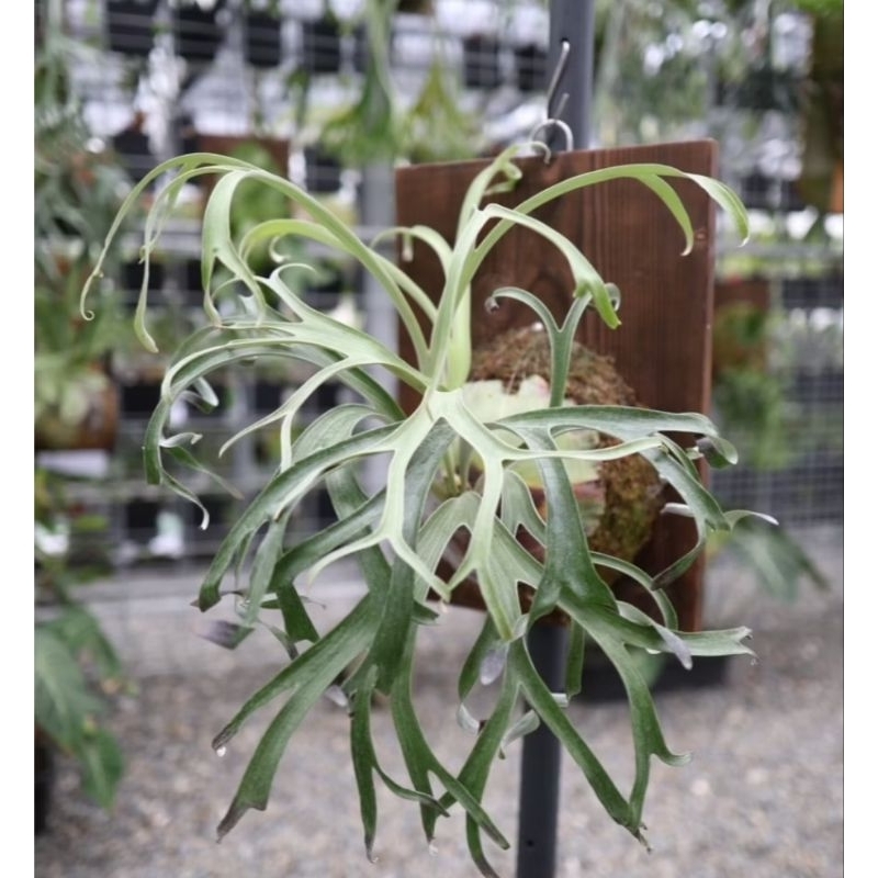 興鹿園 侏儒馬圓 鹿角蕨  1.5吋組培苗(P. alcicorne Dwarf & Curly TC)