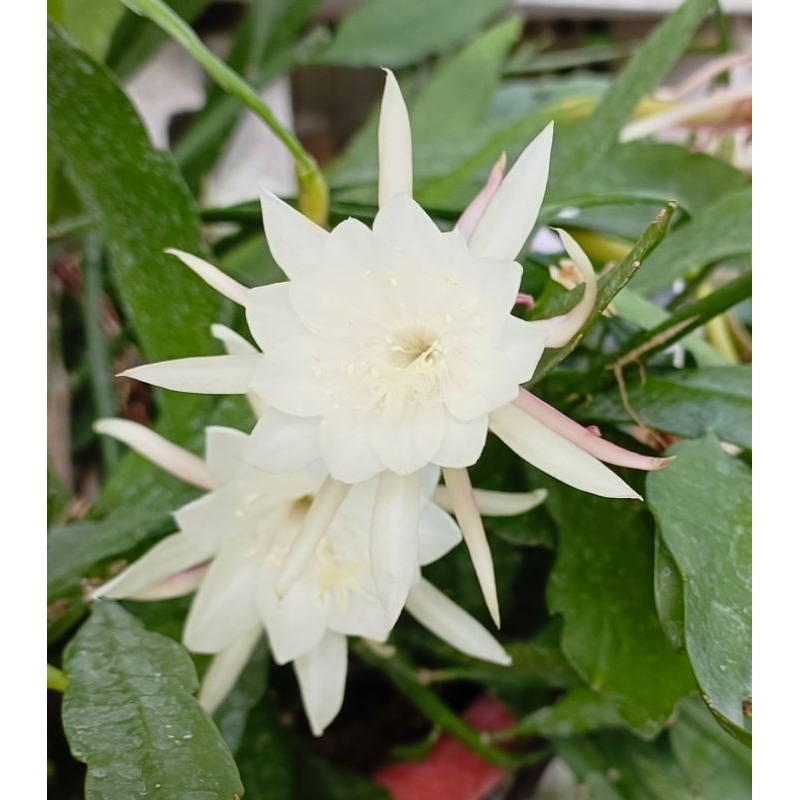 玫森 姬曇花 3吋盆 觀花植物