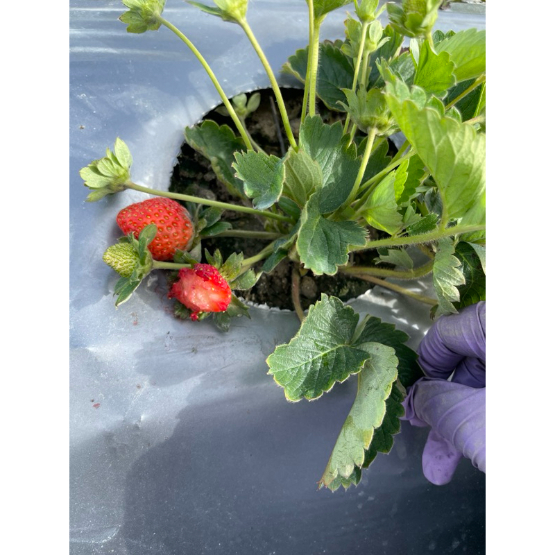 大湖草莓 五號一籃1.5kg=2.5台斤