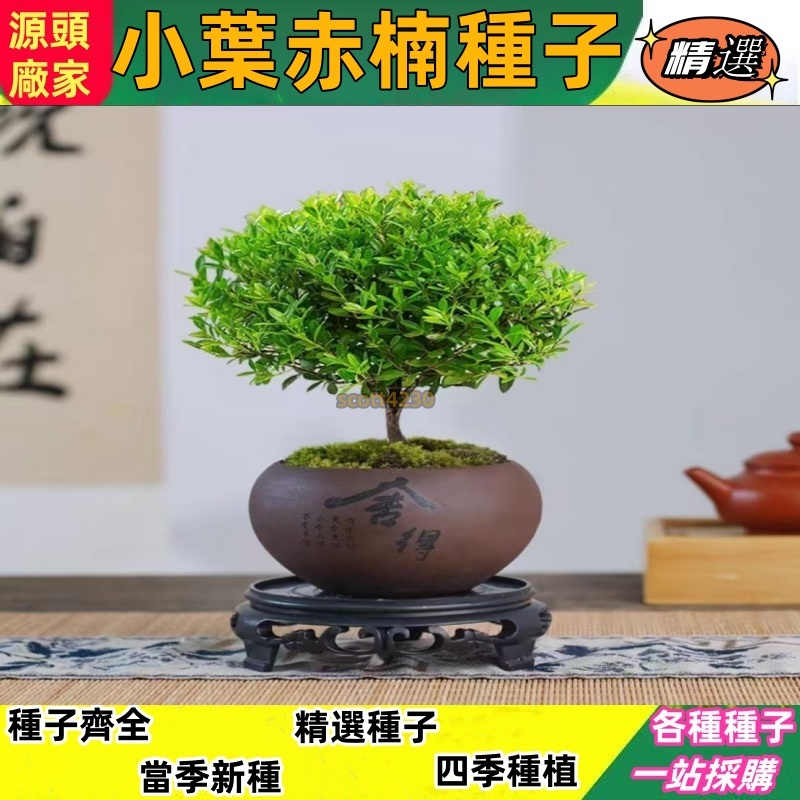 🌺【金絲楠木種子】小葉赤楠種子 四季常綠 轉運盆栽 名貴樹種子 招財鎮宅 比香水香 盆栽植物種子 小院種植 陽台庭院種