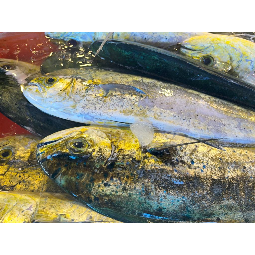 【肥婆の現撈】【嚴選】鬼頭刀 飛虎魚 宜蘭現流