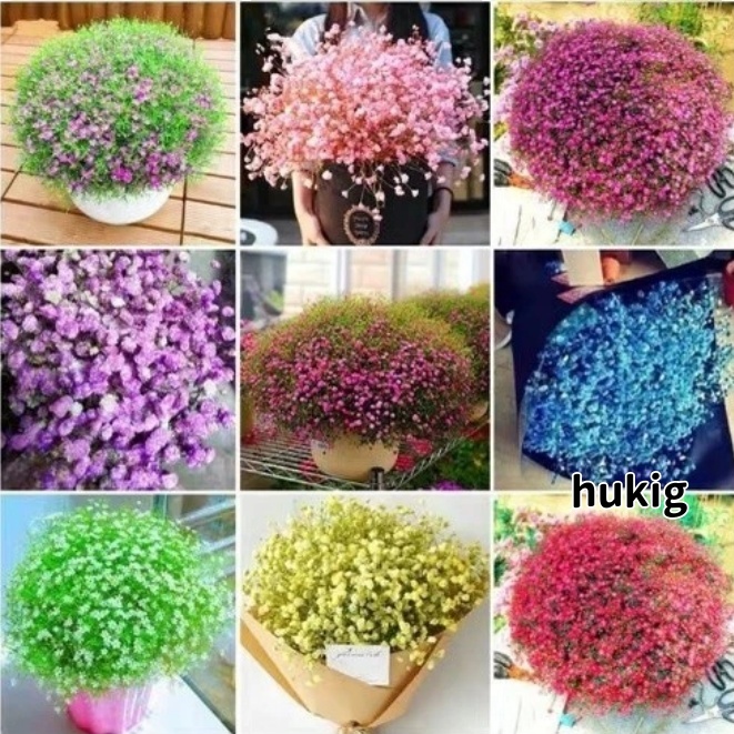 現貨 多款滿天星種子 買100粒發300粒 新手易種 超低價 四季可種 滿天星 種子 滿天星花 滿天星花卉種子 花種子