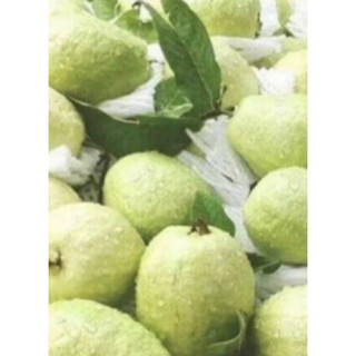 芭樂 珍珠芭樂 中顆 自然甜脆 臺灣水果1顆20元