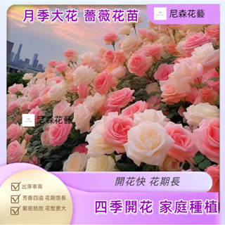 小樹盆栽 日式園藝造景月季大花 薔薇花苗濃香庭院爬藤植物 玫瑰爬藤四季易種爬藤植物花卉陽臺庭院花苗微型盆栽矮化種子水培