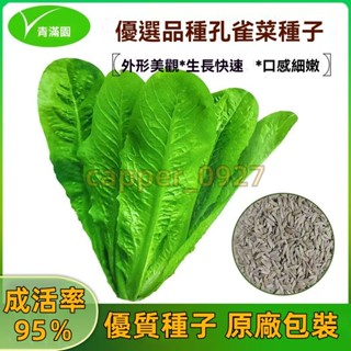 官方自營【原廠包裝】孔雀菜種子 約2000粒 大全生吃脆甜高營養四季羅馬直立盆栽陽臺蔬菜種子