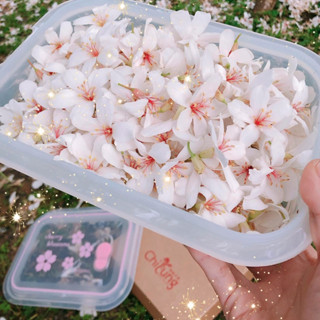 【騎龍矽膠】矽膠保鮮盒/L TUV萊因認證 食品級矽膠餐盒 微波便當盒 矽膠便當盒 密封保鮮盒 環保餐盒 便當盒 摺疊