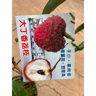 大丁香 荔枝｜4吋苖植袋～高壓/扦插果樹苖木⋯