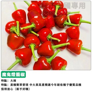 【48h出貨】魔鬼燈籠椒種子（微辣特香）紅鬼辣椒種子~小果型櫻桃辣椒觀賞&食用蔬菜種子#hot pepper