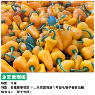 【48h出貨】永安黃辣椒種子（超辣）魔鬼子彈椒~製作蒜蓉辣拌醬~高產蔬菜種子#hot pepper