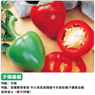 【48h出貨】子彈頭辣椒種子（中辣）橢圓菜椒種子四季播種辣椒種子盆栽蔬菜種子#hot pepper