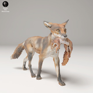 Tazo工坊[AD] 赤狐pose3Red Fox (Vulpes Vulpes) pose3 3D列印模型UW