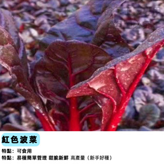 【48h出貨】紅色菠菜種子 三天出芽日本品種速生紅色紫色菠菜四季播種 高產蔬菜種子 耐熱耐寒農家蔬菜種子#vegetab