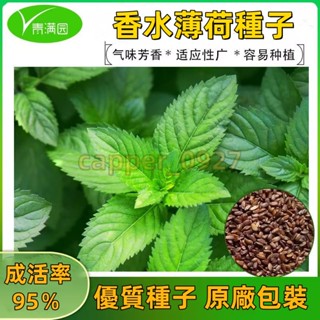 官方自營【原廠包裝】薄荷種子 約1000粒 檸檬薄荷種子驅蚊花草植物種子四季陽臺盆栽薄荷種籽 薄荷種子