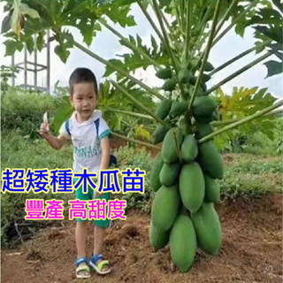 超級進口🟡矮種木瓜苗🟡豐產 高甜度 少籽 稀有品種 臺灣南北平地可順利產果 矮木瓜 矮種木瓜 超矮木瓜 樹苗 水果苗