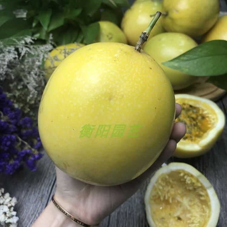 巨無霸黃金百香果苗🟡嫁接苗🟡盆栽 高產量+高甜度 超人氣 樹苗 水果苗 百香果苗 滿天星百香果苗 黃金百香果苗