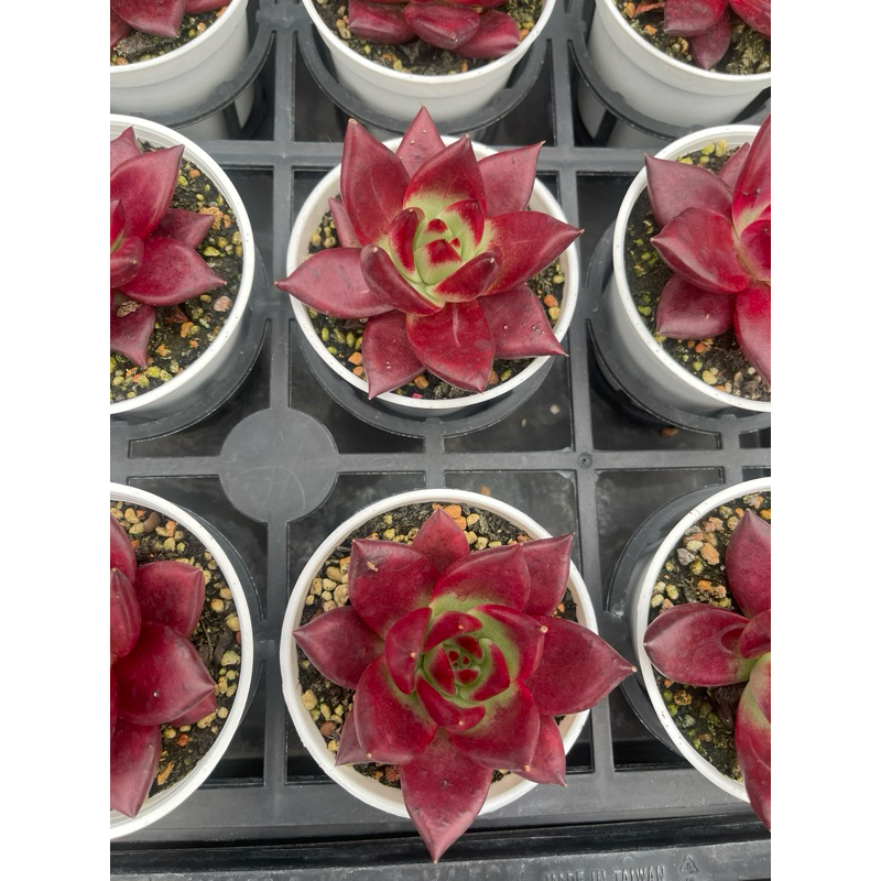 【星辰多肉】羅賓乂布蘭迪  圖2、3夏天實拍  三吋 穩根連盆寄送。多肉植物，療癒，多肉。（寄送會掉葉，可接受再下單）